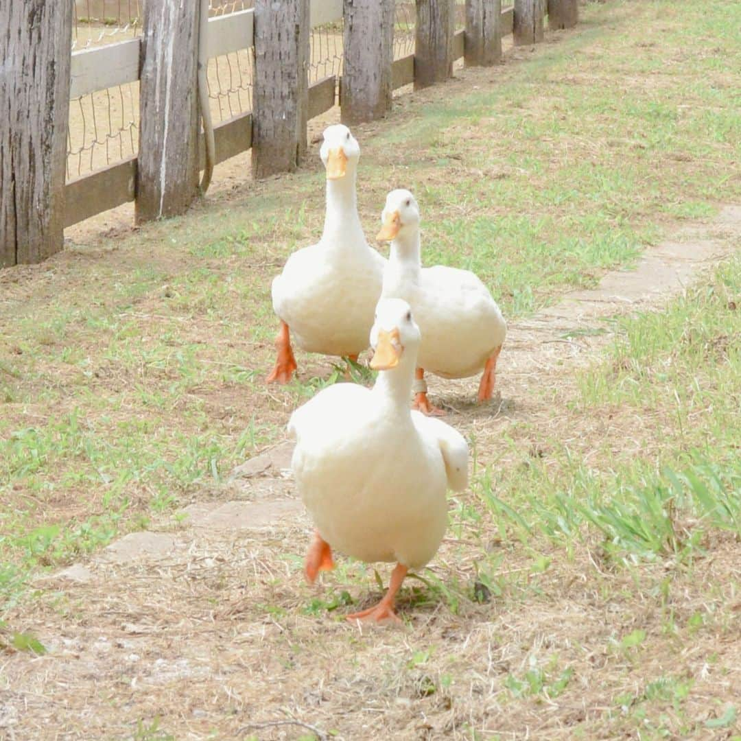 成田ゆめ牧場のインスタグラム：「🐣🐣  休園日に小屋の外に出て おさんぽしているアヒルさんたち。 フカフカの地面を 元気いっぱいに走り回っていました❤️❤️  ※普段はアヒル小屋の中で暮らしています。  #成田ゆめ牧場　#ゆめ牧場　#アヒル　#おさんぽ」