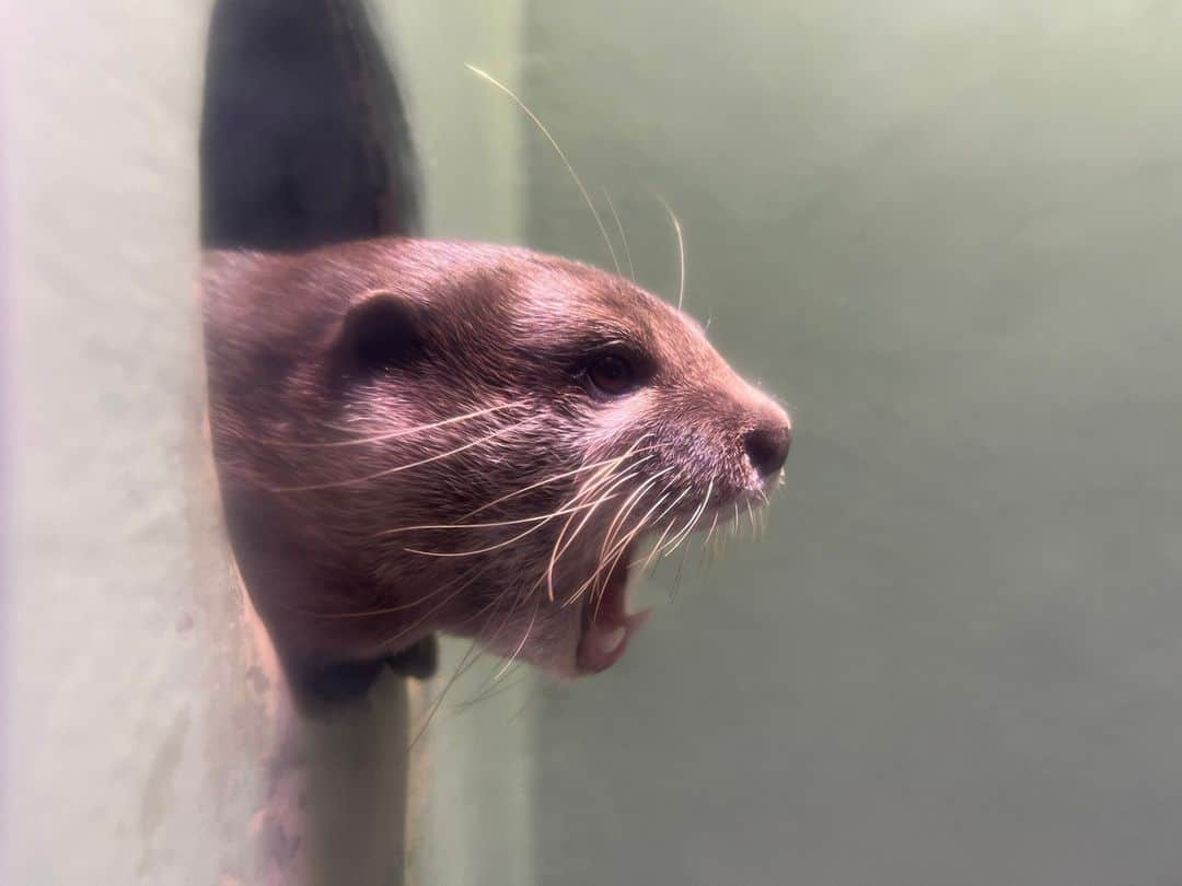 アクアパーク品川さんのインスタグラム写真 - (アクアパーク品川Instagram)「スワイプして次のお写真へ👀→→→  「ふわぁ～…まだ眠い😪」 寝ぼけまなこなコツメカワウソ💤  #コツメカワウソ #AsianSmallClawdedOtter #カワウソ #otter #たいよう #あくび #アクアパークfriends #マクセルアクアパーク品川 #MaxellAquaParkShinagawa #アクアパーク #aquapark #アクアパーク品川 #aquaparkshinagawa #水族館 #aquarium #水族館デート #デート #お出かけ #東京 #都内 #品川 #駅近 #東京観光 #屋内遊び場 #品川プリンスホテル #品プリ」7月29日 12時00分 - aquapark_official