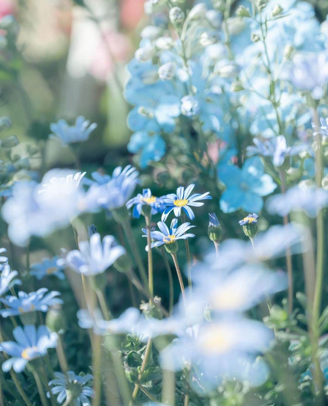 MARIHA Official Instagramさんのインスタグラム写真 - (MARIHA Official InstagramInstagram)「.  'You belong among the wildflowers, You belong somewhere you feel free' ~ Tom Petty  @86ca86  #mariha #inspirationoftheday #imageoftheday #マリハ #花鳥風月」7月29日 10時30分 - mariha_official