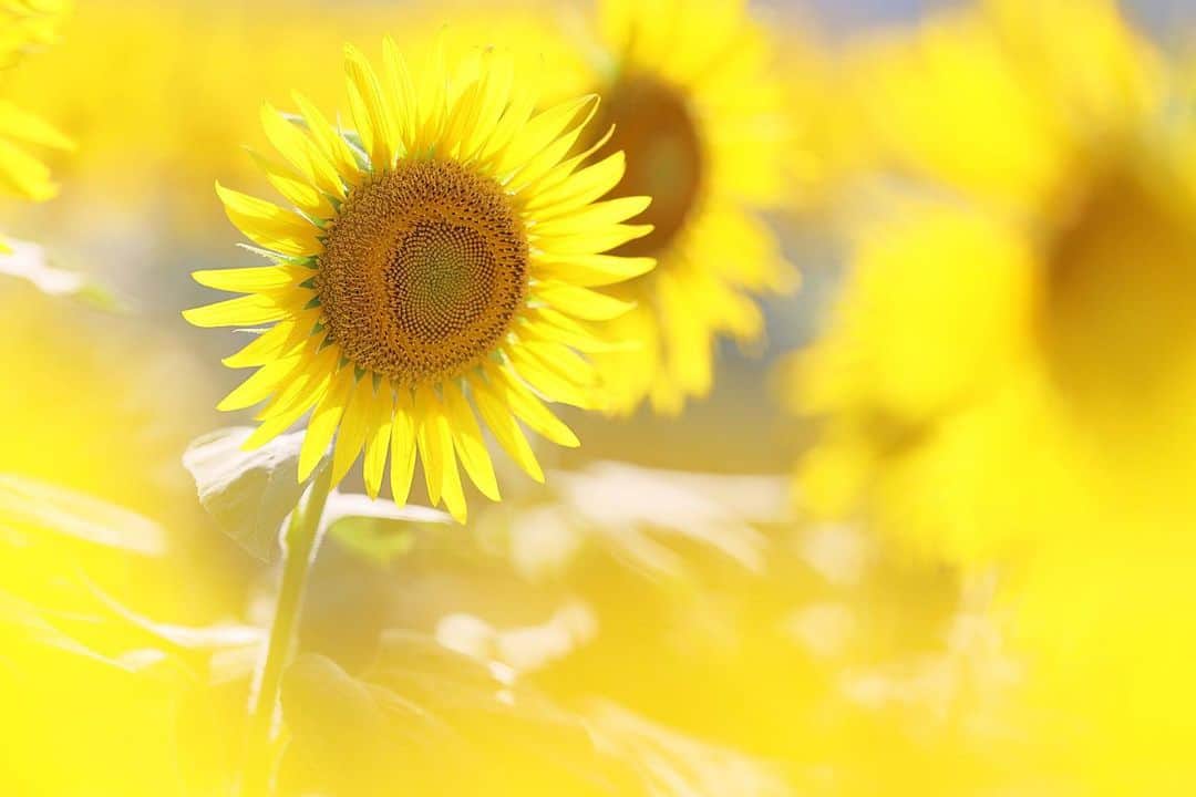 kiccyomuのインスタグラム：「☀️ 2023.07.29 Sat #あけぼの山農業公園 は… 今年も #向日葵 🌻🌻🌻 満開📸  いっぱい咲いてて イエローパワー全開🤗  location #千葉 ❣️ 📷撮影 2023年7月21日」