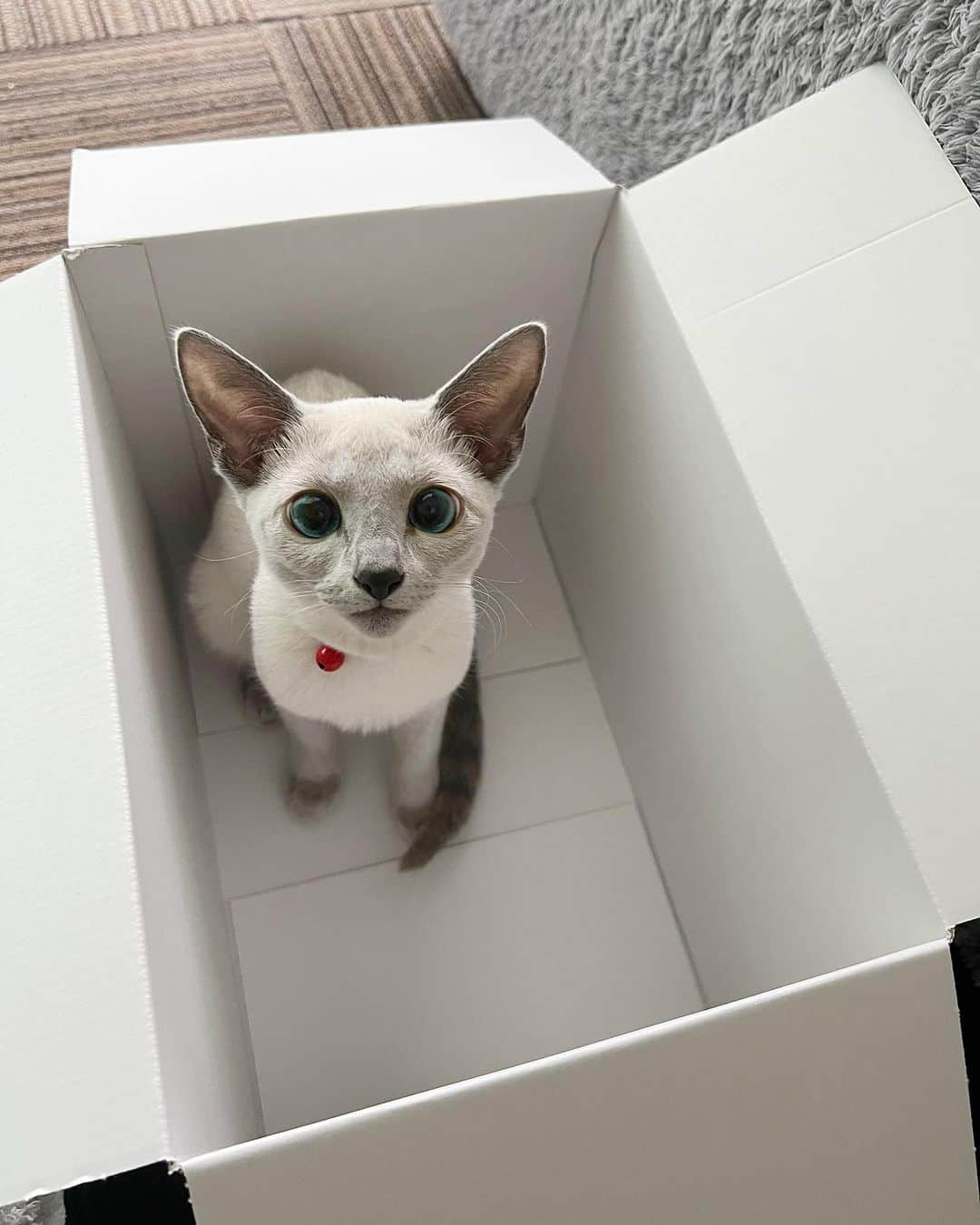 来栖あつこのインスタグラム：「🐈🐈🐈ルル日記🐈🐈🐈  📦📦📦  ダンボールがあると、 必ず入るのは… 猫の本能なのだろうか。 先代達も必ず入っておったなぁ。  #犬猫共存 #猫 #catstagram #chat #gatto #gato #ねこ #Katze #kurusururu #cat #RussianBlue #ロシアンブルー #ブルーポイント」