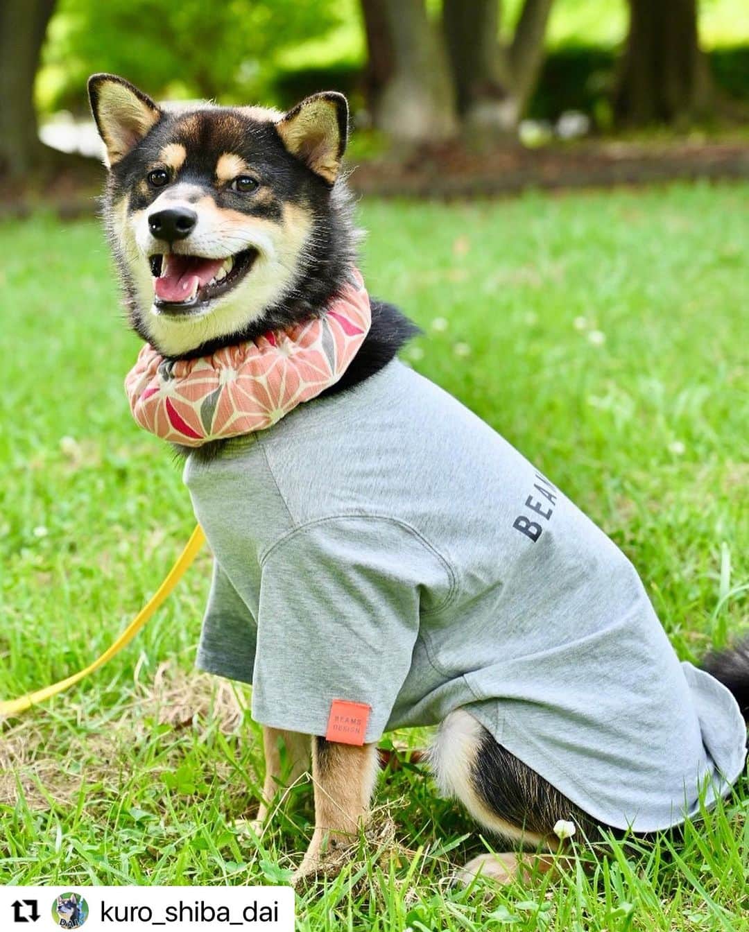 Caluluさんのインスタグラム写真 - (CaluluInstagram)「BEAMS  DESIGNのスタンダードシャツを着てくださいました🐾  とっても素敵な着こなしです❤️💛カッコいい〜😍  笑顔がとても素敵な大くん🐶今回はスマイル賞に選ばせていただきました♪  オールシーズン着れるスタンダードシャツですので是非沢山着てくださいね💗  #Repost @kuro_shiba_dai with @use.repost ・・・ ・ @calulu_dogwear さんの #わんだふるフォトコンテスト にて、スマイル賞に選んでいただきました😊 プレゼントの「BEAMS DESIGNスタンダードシャツのグレー6L」を身にまとい、早速公園へお出かけ🐕 体重およそ12kgの黒柴だいにとってゆったりサイズでした✨体が黒いだいにとって、グレーの洋服を着ることで夏場でも光を反射して涼しく過ごすことができそうです☀️ 後日、動画も投稿したいと思います！ この度は選んでいただきありがとうございました🐶 #カルル #カルルドッグウェア #カルルわんこの会 #柴犬 #黒柴 #shiba #shibainu #ポートレート #portrait #beamsdesign #ビームスデザイン #beamsdesign犬服 #ビームスデザイン犬服 #ビームス #わんこふく #わんこファッション #オシャレわんこ #お出かけわんこ部 #わんこ部 #オールシーズン #ドッグシャツ #夏ファッション #お出かけコーデ」7月29日 10時50分 - calulu_dogwear