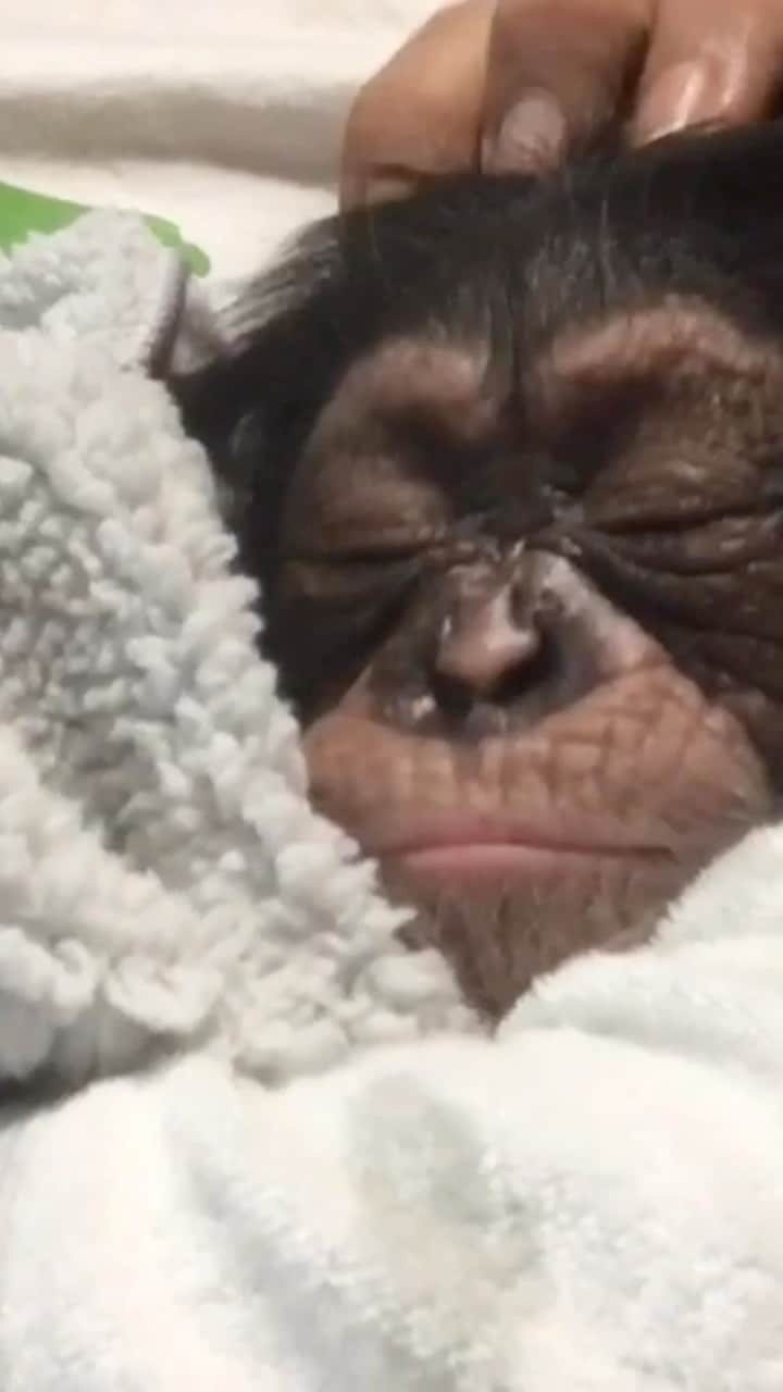 Zoological Wildlife Foundationのインスタグラム：「He’s been a cozy blanket lover since birth and we want to have you close to @limbanizwf when he tucks himself in at night in his build out.   The next 15 donations of $150 min or more starting now through Sunday at 5pm will have there image included on a one of a kind custom blanket and photos of your fave chimp napping right next to your face, your family or even a shot of you and him when he was younger.   Head to #linkInBio now and secure this special memento at the same time as helping us with the ‘Housing Project.   DM us here your donation receipt so we can work out receiving your preferred image.   #fundraiser #gofundme #chimpanzee #limbani」