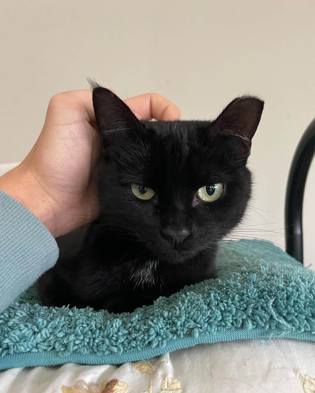 イライアス・ハーガーのインスタグラム：「I was scrolling though my photo album, when I realized I’ve never posted about my cat!!! Meet Toby, everyone 😁🐈‍⬛🥰」