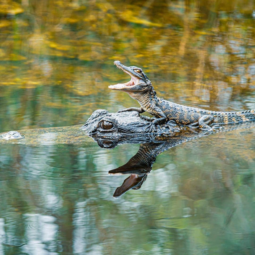 アメリカ内務省さんのインスタグラム写真 - (アメリカ内務省Instagram)「Riding into the weekend like....    Have a great weekend everyone!    Photo by Geoffrey Prior    #alligator #florida #wildlife   Alt Text: A baby alligator with his mouth open catches a ride on mom who is moving underwater.」7月29日 5時02分 - usinterior