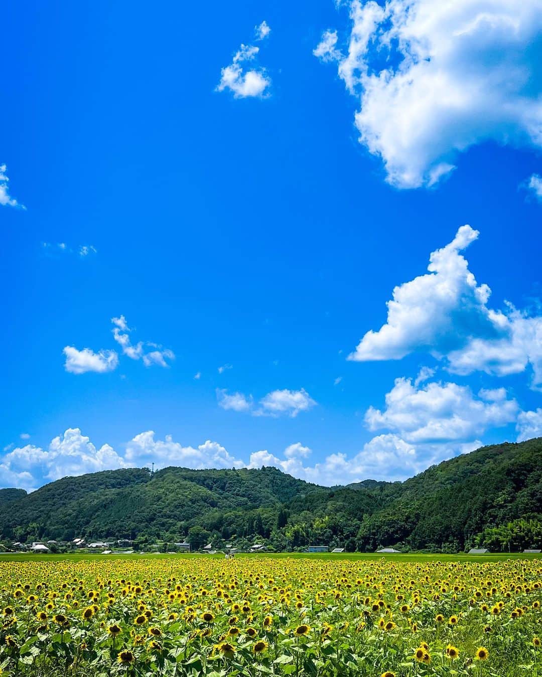 ちかちゃのインスタグラム：「. 空がよかったのよ☁️ . . . ここ暫く忙しくしていて 変な写真も溜まったからストーリーに流すよ🦭 . . . #DM返事できません #コメントは見てるよ  #ひまわり #夏」