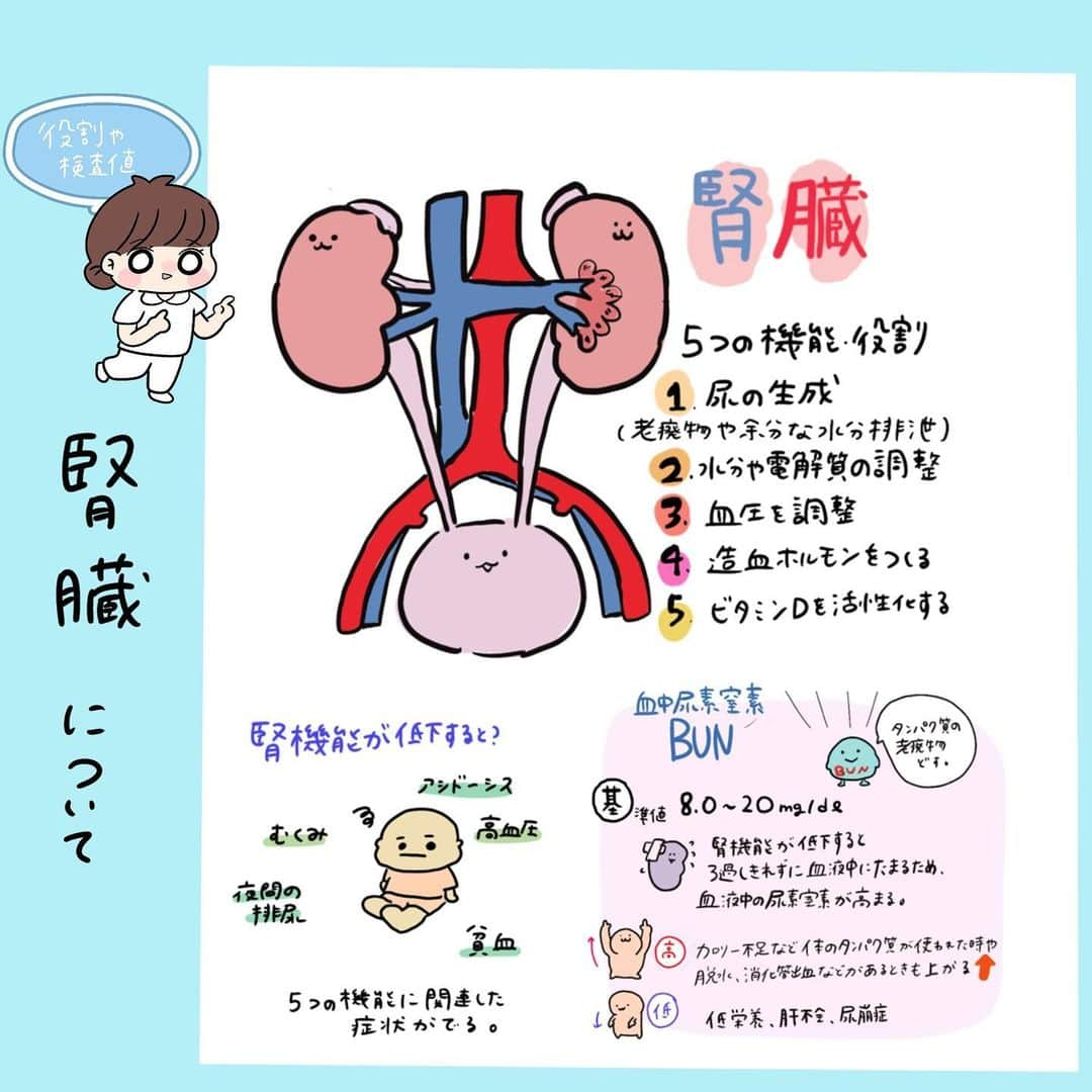 はやのインスタグラム：「こんにちは 看護師のはやです🐰  腎臓について✏️  こちらも見開き1ページで収録されてます  -------------------  8月10日に発売予定です📕📗  フォロー、イイネ、コメント ありがとうございます😊  #看護師#看護学生#勉強垢#看護学生1年目#看護学生2年目#看護学生3年目#看護師の勉強垢#看護学生の勉強垢#看護師国家試験#第113回看護師国家試験#第112回看護師国家試験 #看護学生さんと繋がりたい#看護師あるある#ナース#新人看護師」