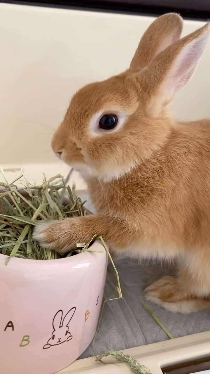 ラン?のインスタグラム：「チッチッ♪チモチモ🌱💚 Music付けようかと思ったけど、もぐもぐ音が可愛かったのでそのまま🎶 ☆ #うさぎのシェリー #うさぎ #うさぎのいる暮らし #rabbit #ネザーランドドワーフ #ふわもこ部 #もふもふ部 #netherlanddwarf #kawaii #かわいい #うさぎ部  2023.07.29」