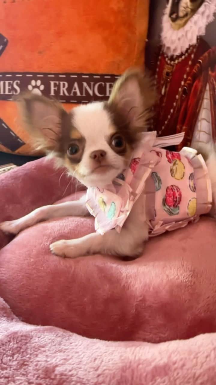 パリス・ヒルトンのインスタグラム：「You’ve all been waiting to hear this Hot One’s name, so here it is: meet PRINCE TOKYO GIZMO HILTON💕🪩🐶 Thank you all for your iconic name suggestions✨ And keep sending me your #HotOneChallenge videos, I love them!🔥 #SummerOfSliving」