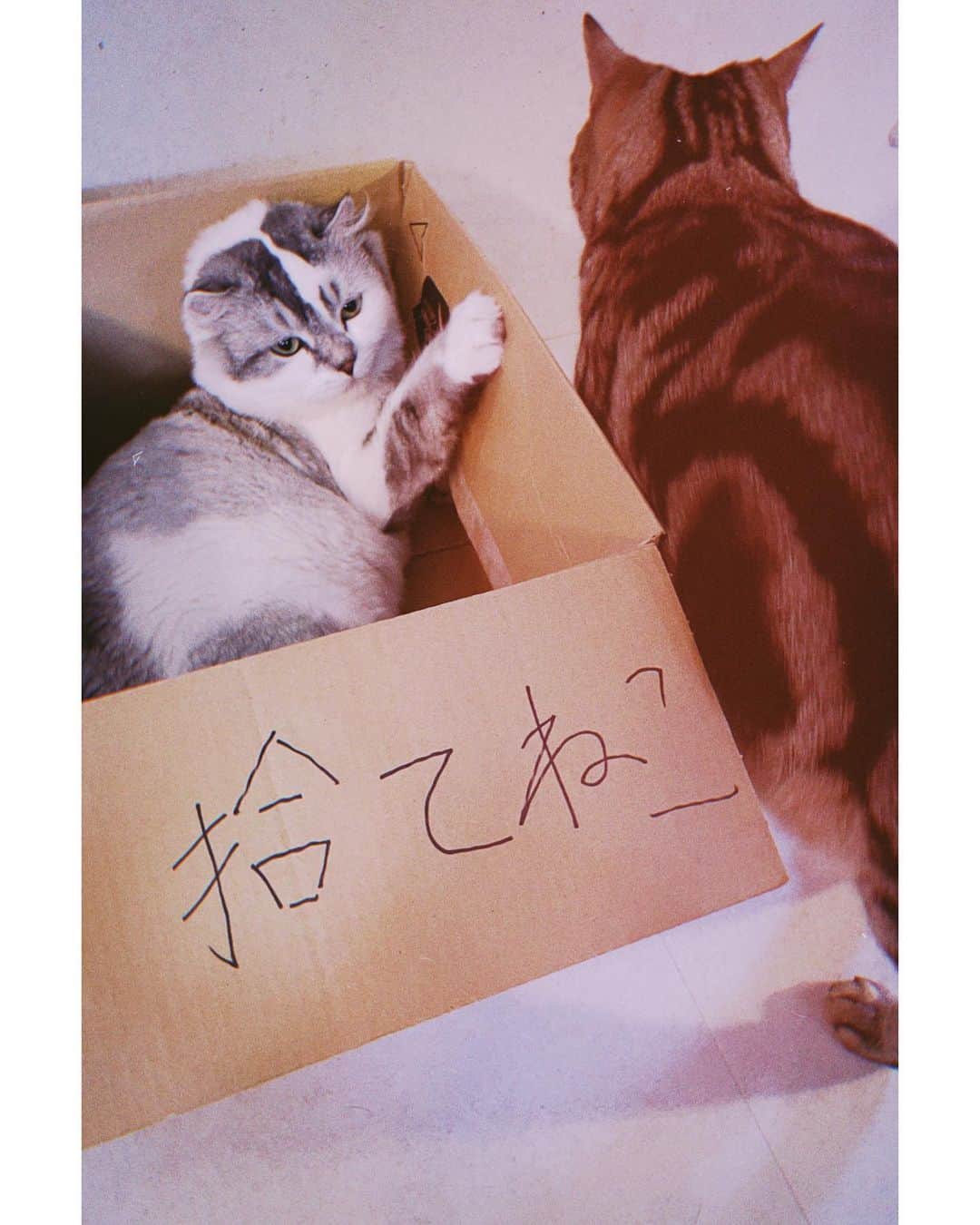 木村カエラさんのインスタグラム写真 - (木村カエラInstagram)「しばらく更新がで来てなくて、 いつのまにか夏休みに突入です。  みなさま暑い中いかがお過ごしでしょうか？わたしは元気です😃 まずは我が家の猫の夏休みの様子を。  題して猫サマー🐈  #拾てねこ#寝方が可愛い  #オクラ#ひじき」7月29日 6時57分 - kaela_official