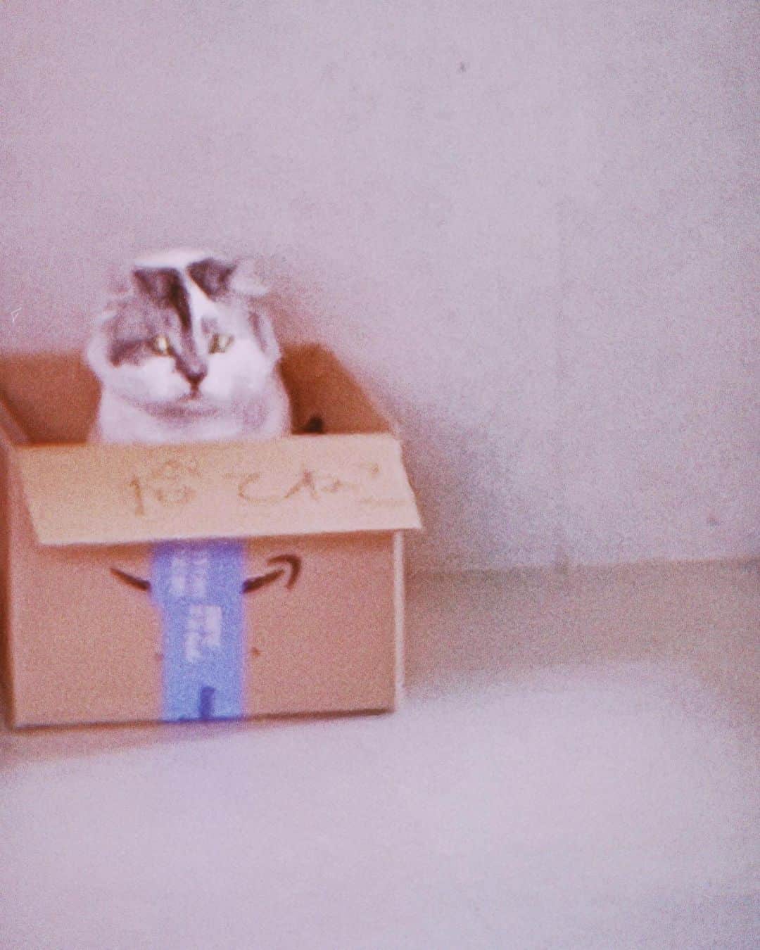 木村カエラさんのインスタグラム写真 - (木村カエラInstagram)「しばらく更新がで来てなくて、 いつのまにか夏休みに突入です。  みなさま暑い中いかがお過ごしでしょうか？わたしは元気です😃 まずは我が家の猫の夏休みの様子を。  題して猫サマー🐈  #拾てねこ#寝方が可愛い  #オクラ#ひじき」7月29日 6時57分 - kaela_official