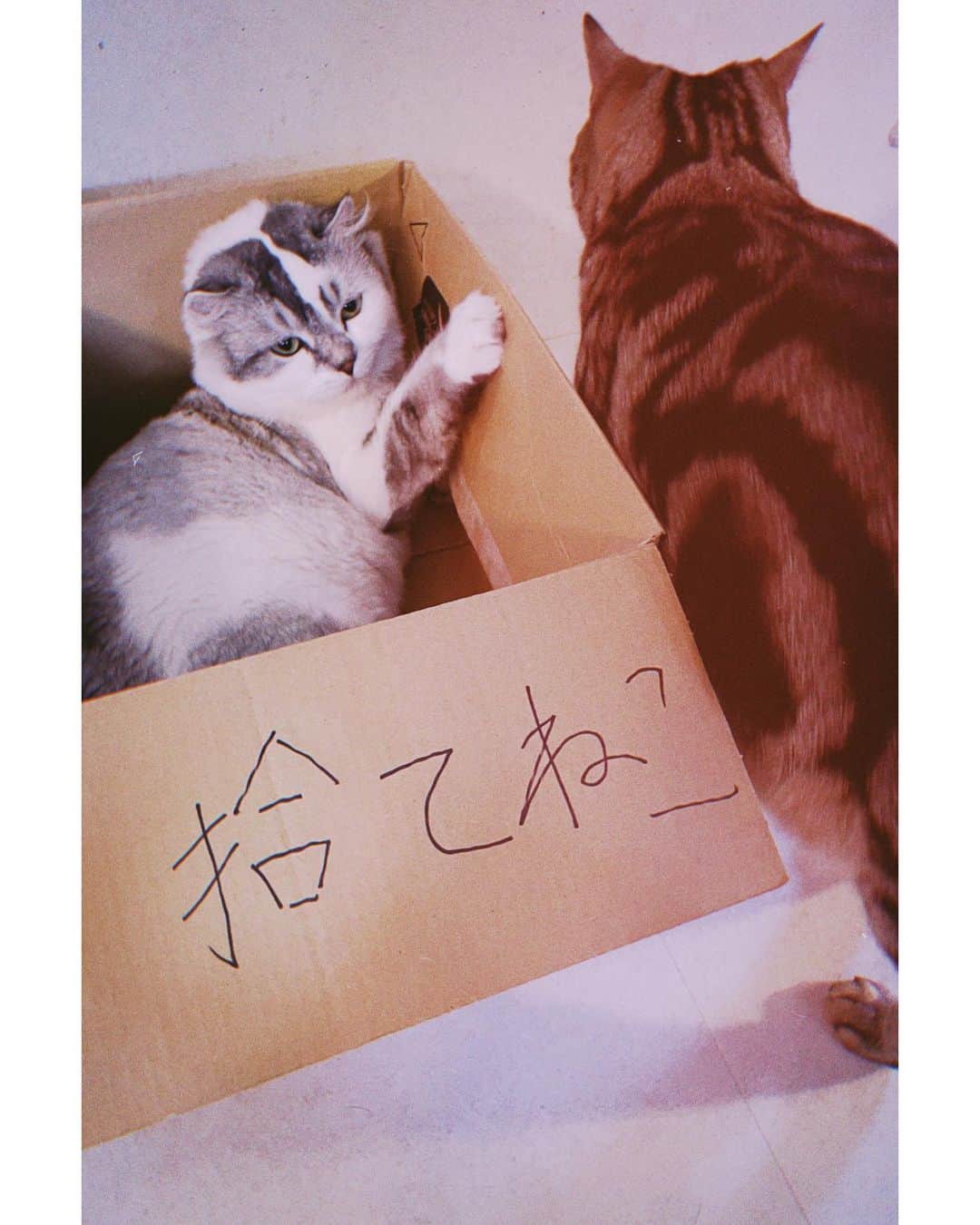 木村カエラのインスタグラム：「しばらく更新がで来てなくて、 いつのまにか夏休みに突入です。  みなさま暑い中いかがお過ごしでしょうか？わたしは元気です😃 まずは我が家の猫の夏休みの様子を。  題して猫サマー🐈  #拾てねこ#寝方が可愛い  #オクラ#ひじき」