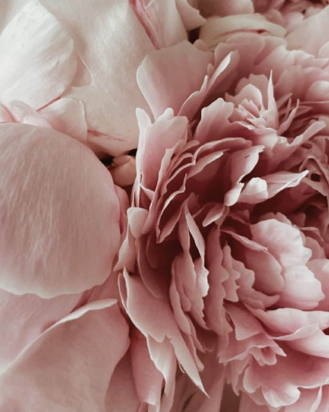 Yukicoさんのインスタグラム写真 - (YukicoInstagram)「🍃🌸🍃🌸🍃  ————————————————————— 見てくださる方にプラスになる投稿をしていきます 是非いいね♡フォロー♡ よろしくお願いいたします𓅟 私の写真の編集については フォトレッスンでレクチャーをしています —————————————————————  #flowers#flowerpower#flowerphotography#flowerporn#flowerslovers#flowerstagram#bouquet#bouquets#btsarmy#jiminpen#btsjimin #ジミンペン」7月29日 7時09分 - yukicolifecom