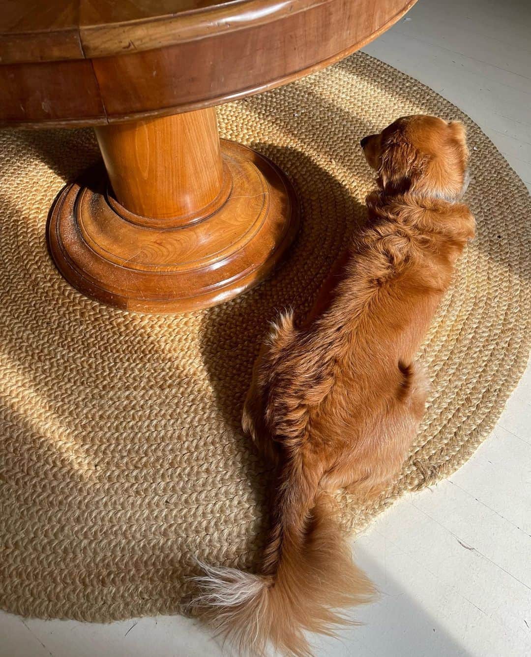 ニーナ・ガルシアさんのインスタグラム写真 - (ニーナ・ガルシアInstagram)「Dog days of summer 🐶🐾 ❤️ #dogsofinstagram #goldenretriever」7月29日 7時16分 - ninagarcia
