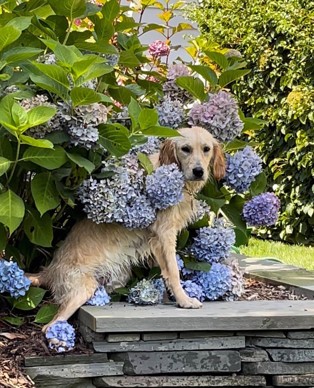 ニーナ・ガルシアのインスタグラム：「Dog days of summer 🐶🐾 ❤️ #dogsofinstagram #goldenretriever」