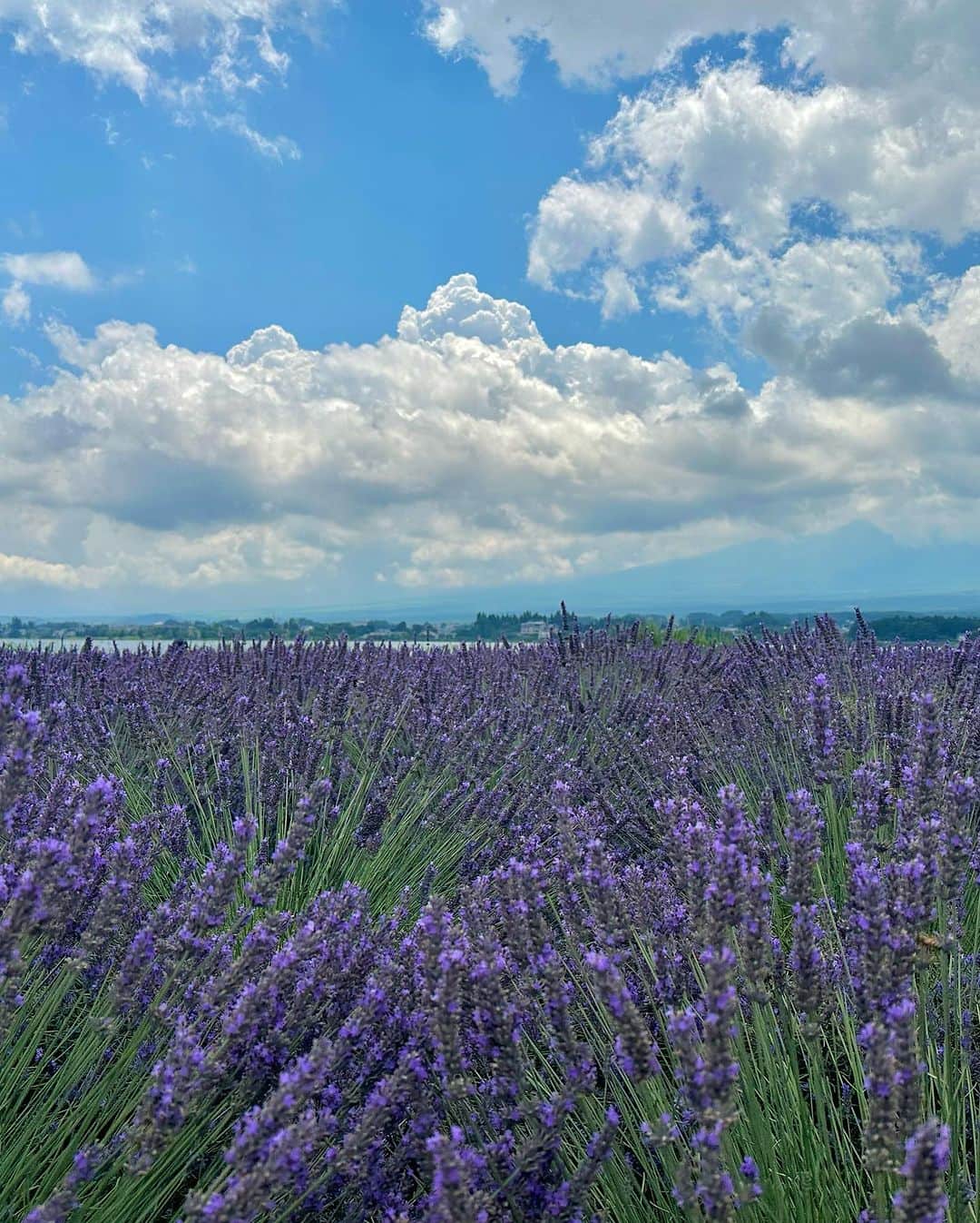 秋吉織栄（宮内かれん）さんのインスタグラム写真 - (秋吉織栄（宮内かれん）Instagram)「🪻🪻🪻  雲がかかって富士山は 見えなかったけど🗻  ラベンダーの香りに包まれて 幸せな気持ちになりました☺️💜  昔は花の何が良いんだろうと😒← 思っていたけど笑 年々素直になり、花を愛でるようになりました🤣  これからはもっと心を解放して 自然を感じ、出会うものを素直に受け止めて。。  価値観や文化や生活に触れ その場所にある色や匂いや味を感じ  自分のこれからの作品作りに 活かしていきたいです🩷💛🩵  #山梨　#ラベンダー  #河口湖ハーブフェスティバル  #河口湖 #🪻   #selfie #photooftheday #japan #beautifulflower  #trip #travel #trending」7月29日 7時49分 - orie.oliiiiie.olivia