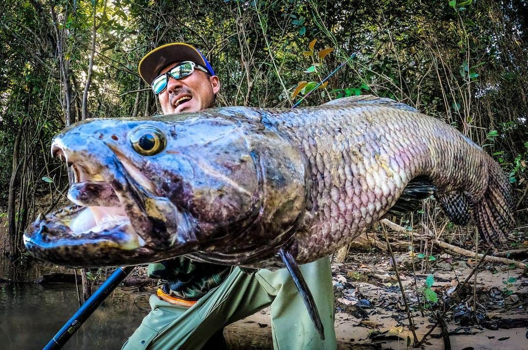 秦拓馬のインスタグラム：「猛毒エイだらけの川に飛び込んだ  シングー川に潜む古代魚  タライロン  あまりに巨大なヤツと戦った  竿　見てみ？  想像できる？  多分　秦拓馬しか無理  ウッドカバーの一等地  タライロンマンションがあった  #タライロン #のべ竿侍 #秦拓馬 #hatatakuma #fishmagnet #ボーダレス」