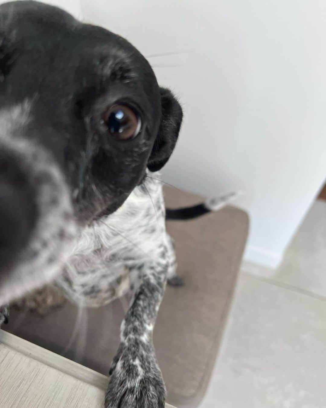 キャシー・グリフィンのインスタグラム：「BOOP   #Dogs #dogsofinstagram」