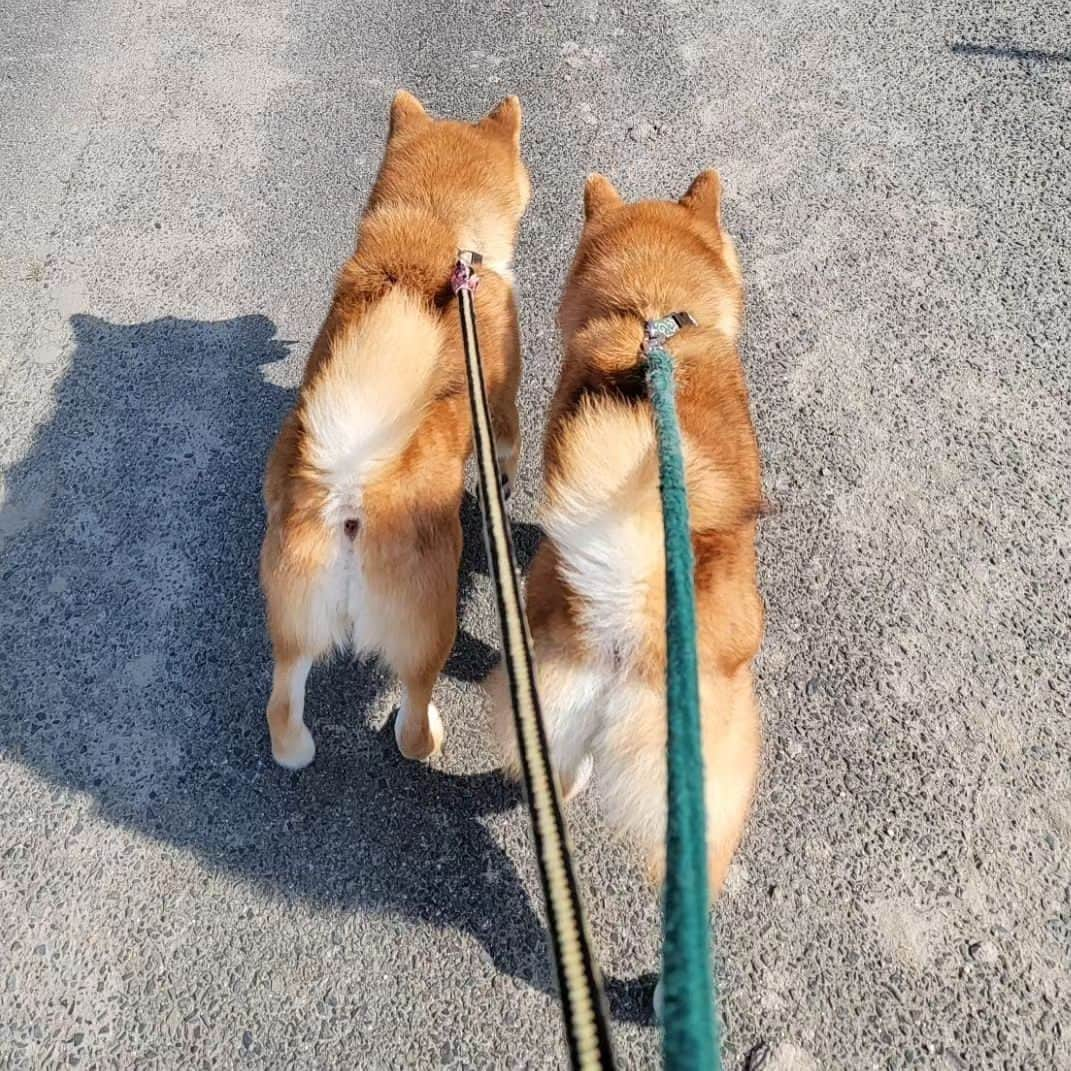 柴犬たま Shibainu Tamaさんのインスタグラム写真 - (柴犬たま Shibainu TamaInstagram)「連日の猛暑…🥵☀  陽が出てる時間帯の散歩が困難に💦 (写真はまだ涼しかった5月頃のもの)  人間も動物たちも熱中症には気をつけましょう⚠️  Caption trans🇬🇧 The heat wave continues day after day…🥵💦 It has become difficult to walk during the hours when the sun is out💦 (The pic was taken around May when it was cooler.) Both humans and animals should take precautions against heat stroke⚠️  #たま家族 #柴犬ミケ #ミケママ #柴犬コイ #柴犬トロ #柴犬ウニ #おしゅし兄弟 #お散歩 #仲良し親子 #仲良し兄弟 #プリケツ #しっぽモフモフ #巻き尾 #柴尻 #後頭部フェチ #愛らぶ後頭部 #柴犬 #shiba #shibainu #shibastagram #犬 #dog #多頭飼い」7月29日 9時46分 - tama7653