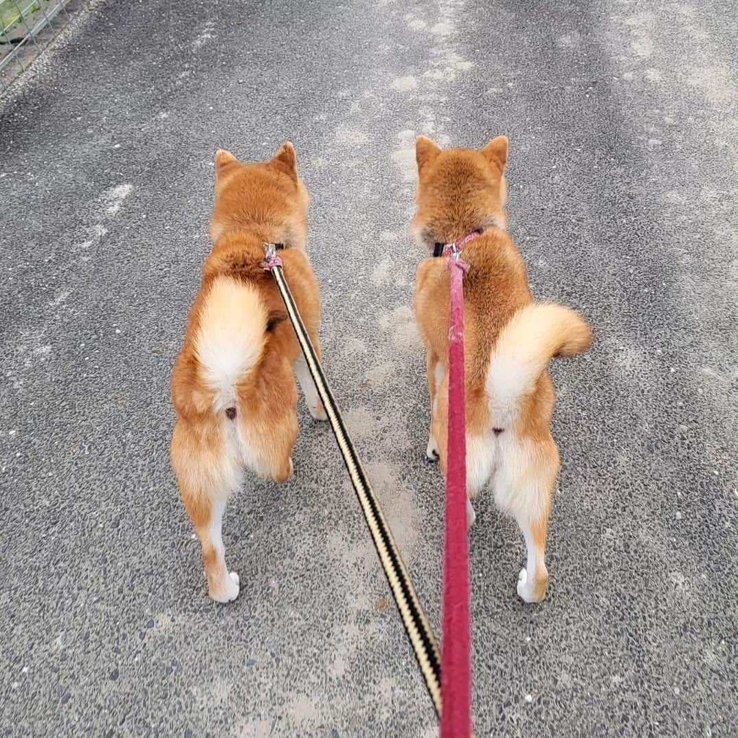 柴犬たま Shibainu Tamaさんのインスタグラム写真 - (柴犬たま Shibainu TamaInstagram)「連日の猛暑…🥵☀  陽が出てる時間帯の散歩が困難に💦 (写真はまだ涼しかった5月頃のもの)  人間も動物たちも熱中症には気をつけましょう⚠️  Caption trans🇬🇧 The heat wave continues day after day…🥵💦 It has become difficult to walk during the hours when the sun is out💦 (The pic was taken around May when it was cooler.) Both humans and animals should take precautions against heat stroke⚠️  #たま家族 #柴犬ミケ #ミケママ #柴犬コイ #柴犬トロ #柴犬ウニ #おしゅし兄弟 #お散歩 #仲良し親子 #仲良し兄弟 #プリケツ #しっぽモフモフ #巻き尾 #柴尻 #後頭部フェチ #愛らぶ後頭部 #柴犬 #shiba #shibainu #shibastagram #犬 #dog #多頭飼い」7月29日 9時46分 - tama7653