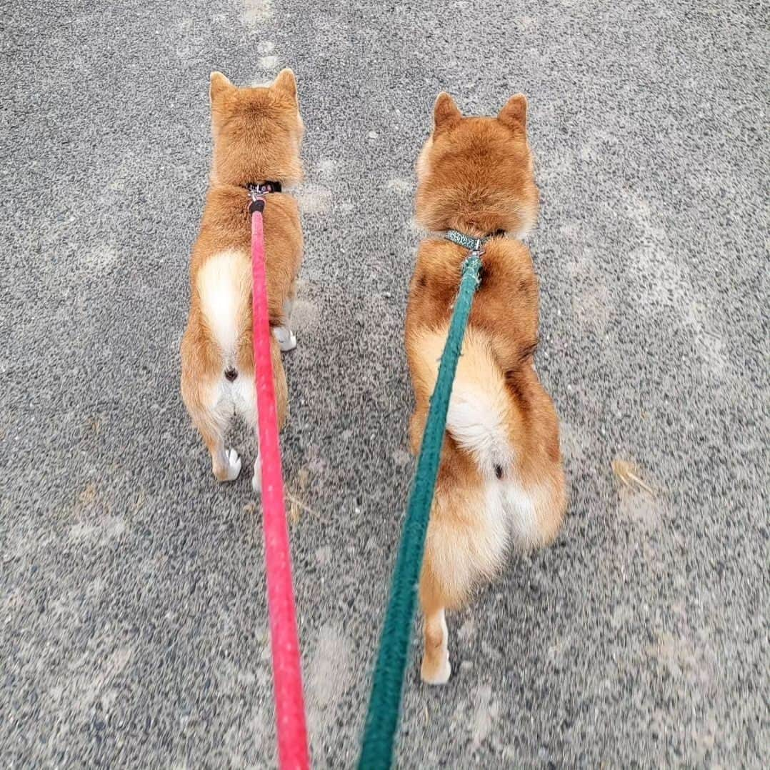 柴犬たま Shibainu Tamaさんのインスタグラム写真 - (柴犬たま Shibainu TamaInstagram)「連日の猛暑…🥵☀  陽が出てる時間帯の散歩が困難に💦 (写真はまだ涼しかった5月頃のもの)  人間も動物たちも熱中症には気をつけましょう⚠️  Caption trans🇬🇧 The heat wave continues day after day…🥵💦 It has become difficult to walk during the hours when the sun is out💦 (The pic was taken around May when it was cooler.) Both humans and animals should take precautions against heat stroke⚠️  #たま家族 #柴犬ミケ #ミケママ #柴犬コイ #柴犬トロ #柴犬ウニ #おしゅし兄弟 #お散歩 #仲良し親子 #仲良し兄弟 #プリケツ #しっぽモフモフ #巻き尾 #柴尻 #後頭部フェチ #愛らぶ後頭部 #柴犬 #shiba #shibainu #shibastagram #犬 #dog #多頭飼い」7月29日 9時46分 - tama7653