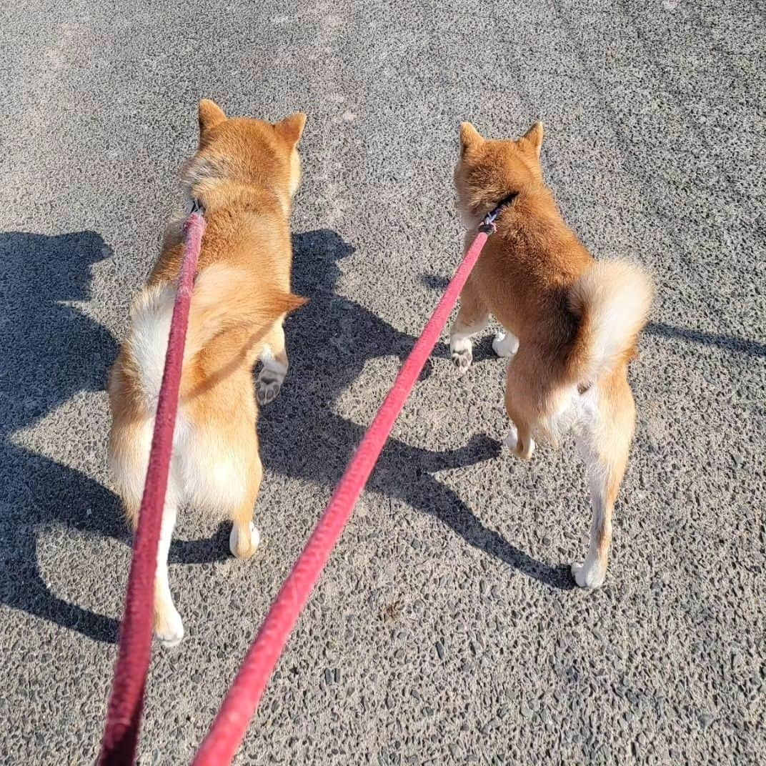 柴犬たま Shibainu Tamaさんのインスタグラム写真 - (柴犬たま Shibainu TamaInstagram)「連日の猛暑…🥵☀  陽が出てる時間帯の散歩が困難に💦 (写真はまだ涼しかった5月頃のもの)  人間も動物たちも熱中症には気をつけましょう⚠️  Caption trans🇬🇧 The heat wave continues day after day…🥵💦 It has become difficult to walk during the hours when the sun is out💦 (The pic was taken around May when it was cooler.) Both humans and animals should take precautions against heat stroke⚠️  #たま家族 #柴犬ミケ #ミケママ #柴犬コイ #柴犬トロ #柴犬ウニ #おしゅし兄弟 #お散歩 #仲良し親子 #仲良し兄弟 #プリケツ #しっぽモフモフ #巻き尾 #柴尻 #後頭部フェチ #愛らぶ後頭部 #柴犬 #shiba #shibainu #shibastagram #犬 #dog #多頭飼い」7月29日 9時46分 - tama7653