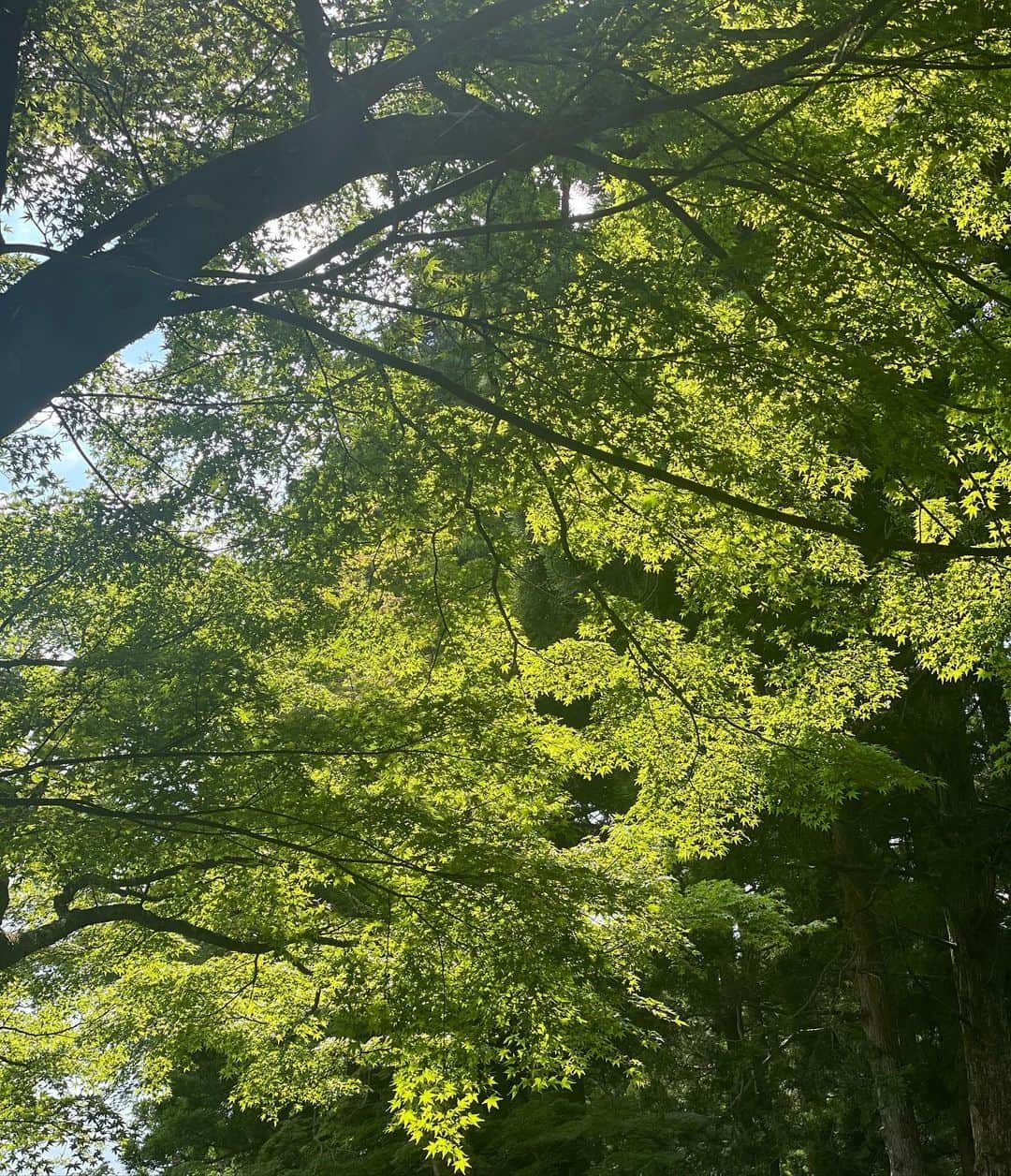 木下ココさんのインスタグラム写真 - (木下ココInstagram)「お仕事で箱根へ⛰🌲🌲🌲 ・ 都内からすぐなのにこんなに緑🟢 ・ お宿では、額に納められるように美しく切り取られた日本風景が出迎えてくれた🌳✨✨ ・ 暑さを忘れるような素敵な演出に癒され、次回はゆっくり過ごしたいなと心の中で見えない約束を🤞🍀 ・ 屋外で始まった蝉の大合唱は、 唯一都内でも視聴可能🎧 ・ 音量は調節不可だけど、 否が応でも100%夏ですね☀️ ・ ・ ・ ・ #weekend #summer #hakone  #beautifulview  #japanese #ootd  #fashion #outfitoftheday  #夏服 #大人カジュアル #木下ココ」7月29日 10時22分 - cocot_chan