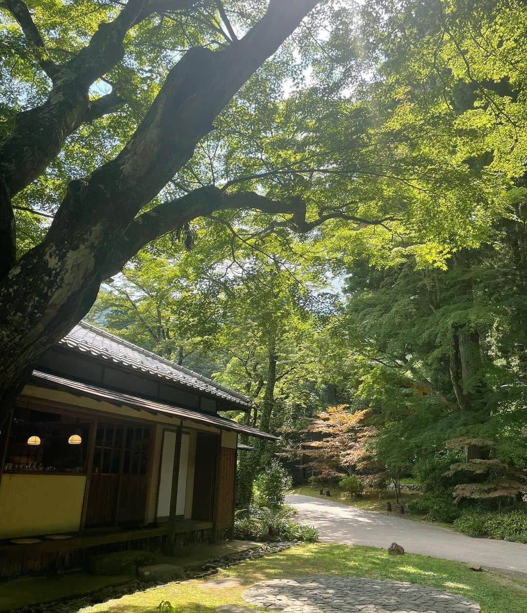 木下ココさんのインスタグラム写真 - (木下ココInstagram)「お仕事で箱根へ⛰🌲🌲🌲 ・ 都内からすぐなのにこんなに緑🟢 ・ お宿では、額に納められるように美しく切り取られた日本風景が出迎えてくれた🌳✨✨ ・ 暑さを忘れるような素敵な演出に癒され、次回はゆっくり過ごしたいなと心の中で見えない約束を🤞🍀 ・ 屋外で始まった蝉の大合唱は、 唯一都内でも視聴可能🎧 ・ 音量は調節不可だけど、 否が応でも100%夏ですね☀️ ・ ・ ・ ・ #weekend #summer #hakone  #beautifulview  #japanese #ootd  #fashion #outfitoftheday  #夏服 #大人カジュアル #木下ココ」7月29日 10時22分 - cocot_chan