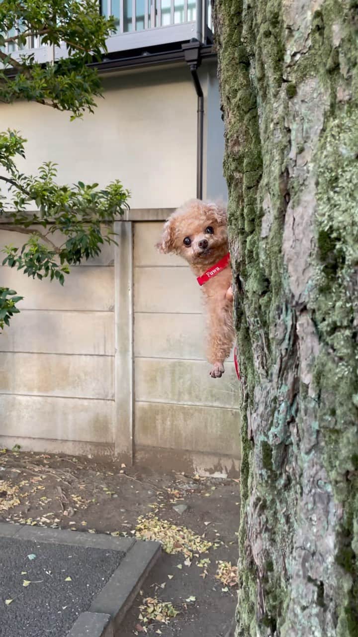 ふわのインスタグラム：「呼んでみた。笑  #toypoodle#toypoodlegram#dogsofinstagram#instadog#doglover#doglife#cutedog#dog#fuwamama#ふわ#ふわもこのふわ#トイプードル#ふわもこ部#犬バカ部#親バカ部#犬のいる暮らし#いぬすたぐらむ#ひょっこり」