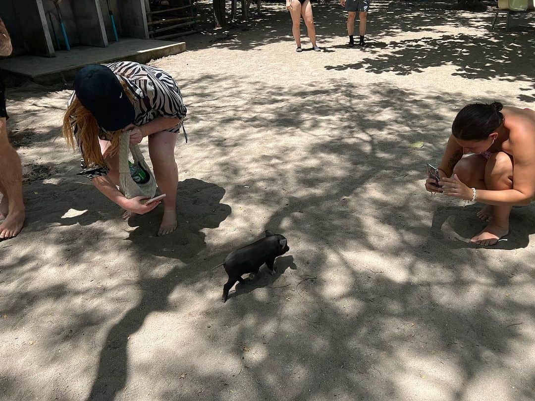 村山和実さんのインスタグラム写真 - (村山和実Instagram)「.  📍Koh Mudsum  ブタ島🏝️🐖  子豚が可愛すぎました🩵 3時間くらいひたすらブタちゃん追いかけたりなでなでしたり、お水あげたり…🩵  子犬も3匹くらいいたかな？ 鶏もひよこを大量に連れて歩いたりしていて  人馴れしてるから穏やかだしとても良い子で 動物好きにはたまらない島でした🏝️  #タイの思い出 #とてつもない時差投稿  #サムイ島 #Thailand#kohsamui #pigisland #mudsum」7月29日 20時11分 - nagomi.murayama