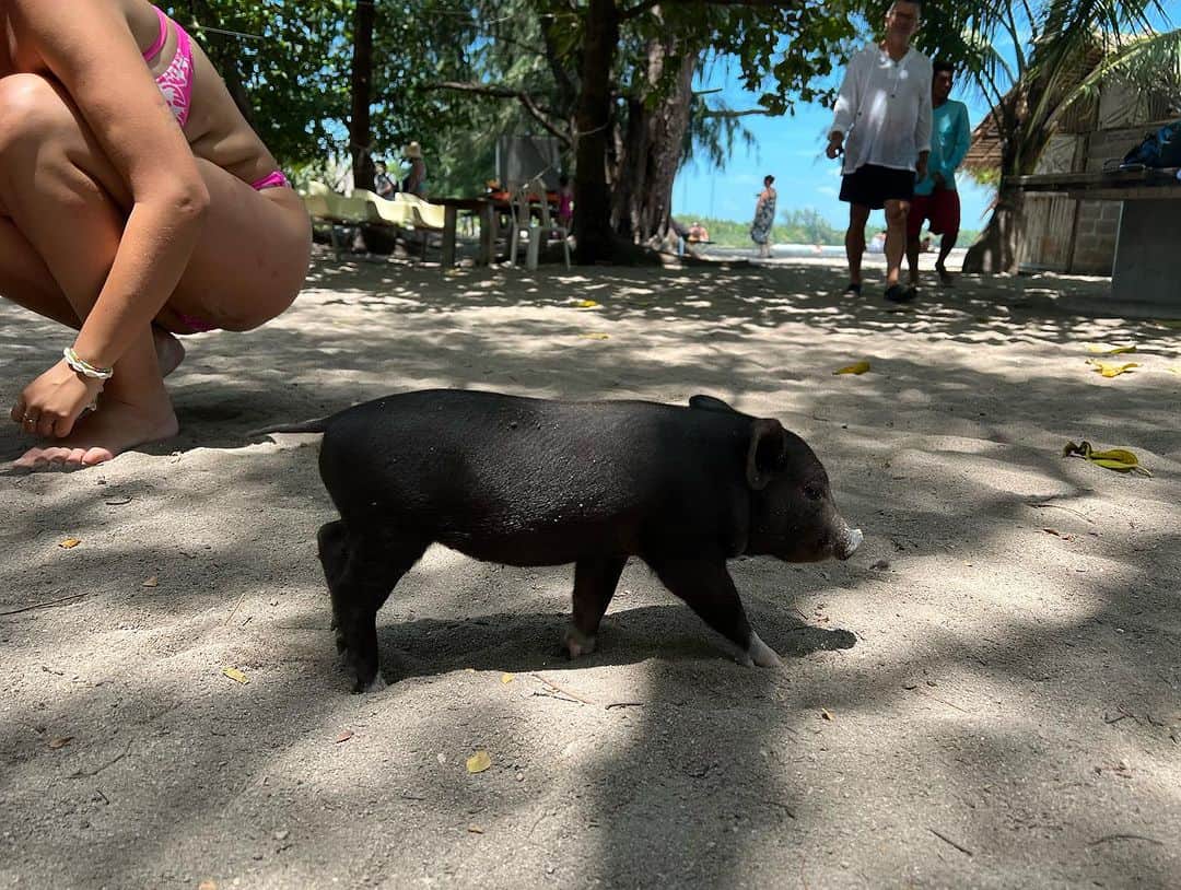 村山和実のインスタグラム：「.  📍Koh Mudsum  ブタ島🏝️🐖  子豚が可愛すぎました🩵 3時間くらいひたすらブタちゃん追いかけたりなでなでしたり、お水あげたり…🩵  子犬も3匹くらいいたかな？ 鶏もひよこを大量に連れて歩いたりしていて  人馴れしてるから穏やかだしとても良い子で 動物好きにはたまらない島でした🏝️  #タイの思い出 #とてつもない時差投稿  #サムイ島 #Thailand#kohsamui #pigisland #mudsum」