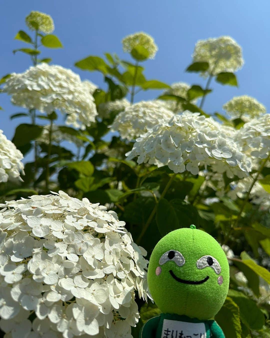 まりもっこりさんのインスタグラム写真 - (まりもっこりInstagram)「暑いのに紫陽花がまだまだ元気☀️ #まりもっこり  #あじさい」7月29日 20時55分 - marimokkori2005