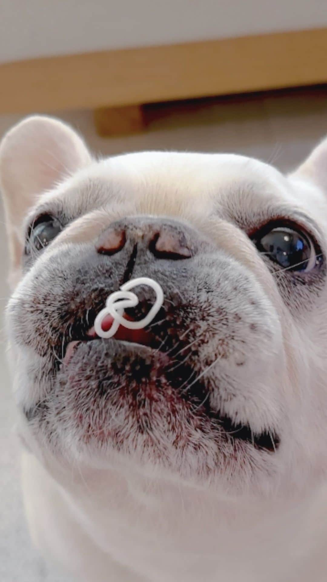 Udon うどんのインスタグラム：「どうも！佐藤そうめんです！ #夏はそうめんにかぎる  . #frenchies1 #frenchie #frenchbulldog #dogstagram #dog #instadog #instafrenchie #frenchielife #frenchiegram #udon #フレブル #フレンチブルドッグ #うどん #ブヒ」