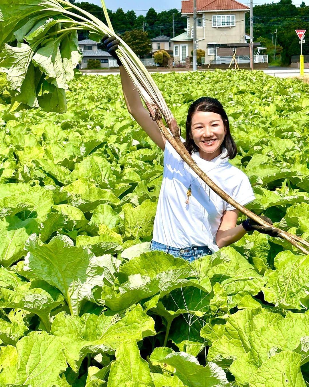 林家あずみさんのインスタグラム写真 - (林家あずみInstagram)「昨日はいつも大ファンで11年間かかさず飲み続けている『あじかん』のごぼう茶の 季刊誌に掲載して下さるとの事で 茨城県のごぼう畑と工場の見学へ連れて行ってもらいました！  ピンクのTシャツの方が畑でごぼう愛情いっぱい育ててらっしゃる『さいきさん』です。 漢字の表記を伺っておらず平仮名で申し訳ありません。  両サイドの御二方があじかんの方です。  ごぼう立派ああああああ！ これでもまだ半分の大きさだそうです。 秋の収穫の時にはこの倍以上の長さと太さになるんだとか。  凄い！！  工場も綺麗で上からガラス越しに見させてもらえてワクワクしました。  立派なごぼうを沢山頂戴したので、帰宅してすぐに半分はキンピラごぼうにしました！ 美味しい❤️  ごぼう茶で元気に夏を乗り切るぞぅ！  #あじかん #茨城県 #立派なごぼう #ごぼう茶 #林家あずみ」7月29日 12時37分 - kurohime424