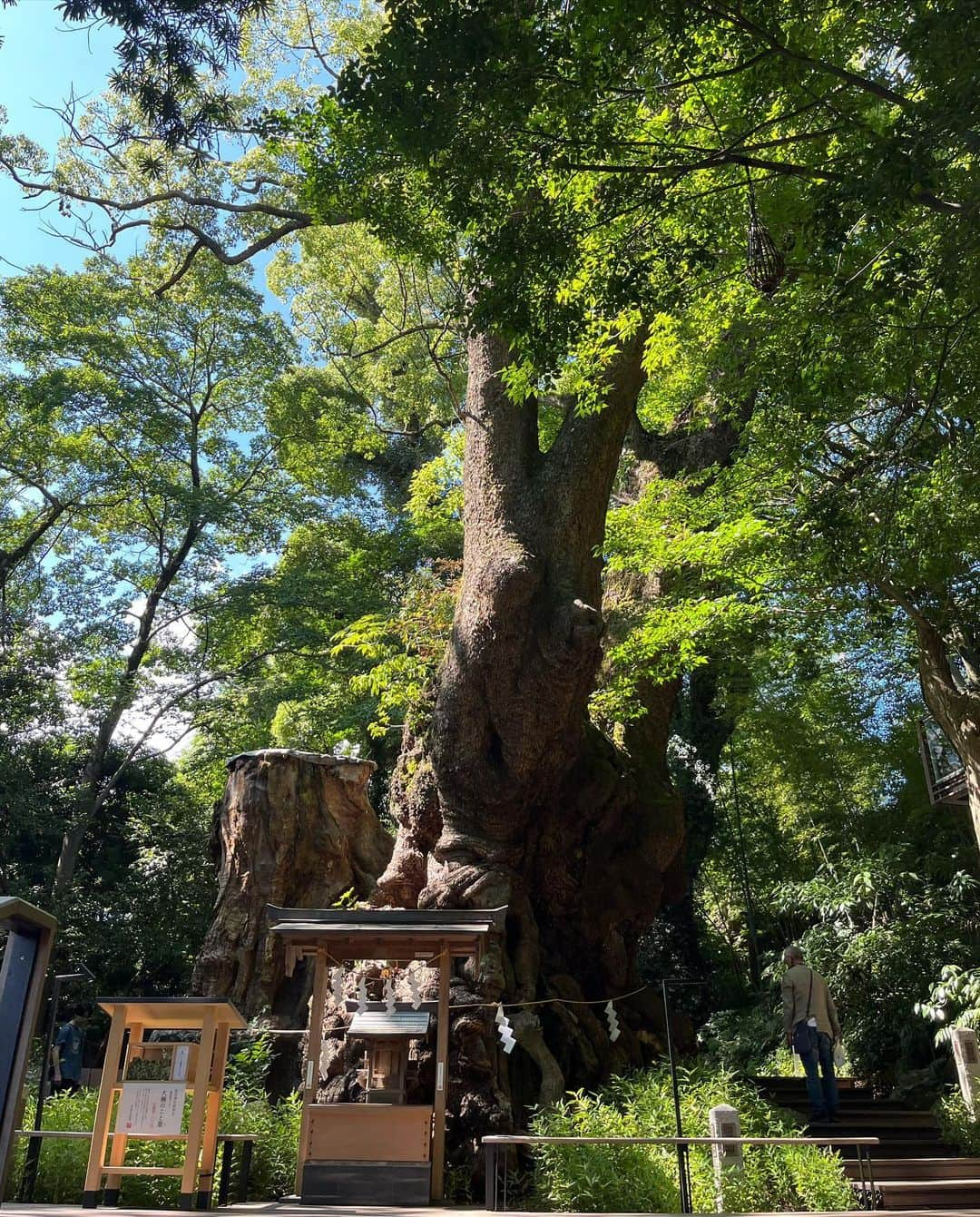 石井優希さんのインスタグラム写真 - (石井優希Instagram)「. . やっと行けた家族旅行👨‍👩‍👧‍👧 〜in 三島&熱海&箱根〜  暑い中たくさん歩いて疲れても温泉で癒されて疲労回復の楽しい旅でした😊✨ 32歳にして初の石井家お泊まり旅行これにて完。🙌🏻💕  #三島スカイウォーク #三嶋神社 #来宮神社 #樹齢2100年 #熱海プリン🍮 #箱根ロープウェイ #玉簾の瀧 #パワー注入 #温泉旅館」7月29日 12時59分 - yuki.ishii