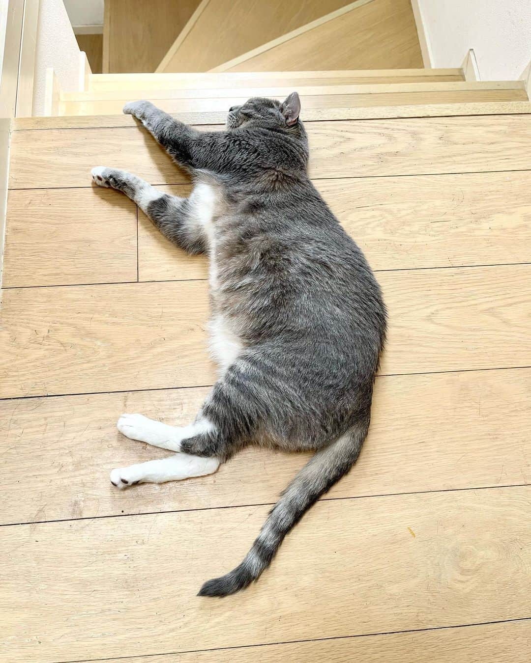 高見恭子さんのインスタグラム写真 - (高見恭子Instagram)「自由にそのままでいいからね。あなたが最初に教えてくれたこと  #cat#catstagram  #catlife #catlover  #猫と犬のいる暮らし  #americancurl  #jifeisbeautiful  #love #simplelife」7月29日 13時05分 - takami_kyoko