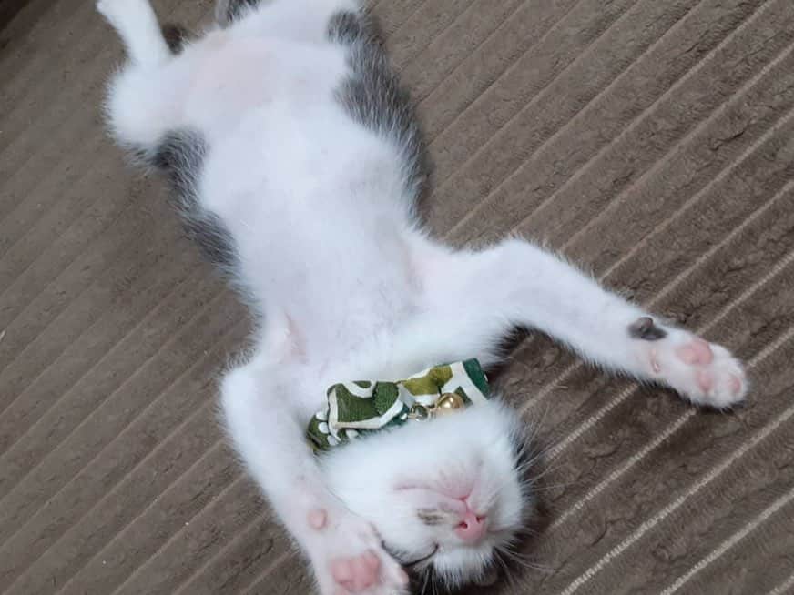 ネクステップ八柱支店のインスタグラム：「社員の大切なご家族であるお猫様の写真。両前足を広げて寝ている姿がとても可愛いです🥰  大切な家族様と住むお家づくりは、是非ネクステップへお任せ下さい。  -------------------------------------- more photos...👉 @nextep.sumitai_ie -------------------------------------- * * #テクノストラクチャー #注文住宅#おしゃれな家 #デザイナーズハウス #パナソニックビルダーズグループ#一戸建て #インテリア #マイホーム #柏市 #松戸市 #流山市#住まい #雑貨 #暮らし #家 #玄関照明 #猫スタグラム #インテリアデザイン #自慢したくなる家 #建築 #アート #一級建築士 #施工事例 #Panasonic #ロマンチック #地震に強い家 #スタイリッシュな家 #モデルハウス公開中 #猫 #猫のいる暮らし」