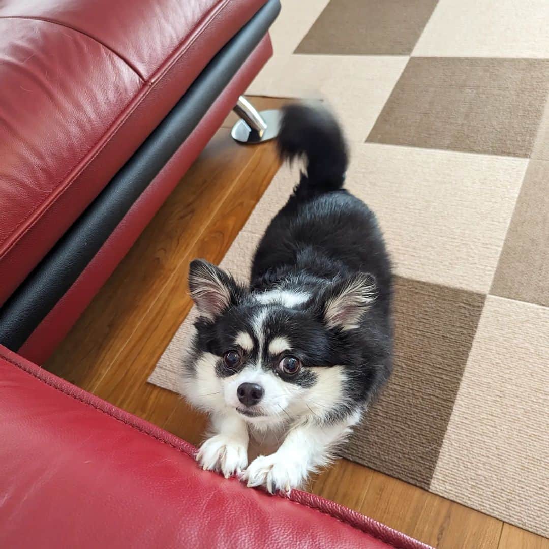 島田佳奈さんのインスタグラム写真 - (島田佳奈Instagram)「【アンジュ日記】 私の腹の上で寛いだり、呼んだらそばへ来て伸びをしたり、尻尾ぶんぶん回したり。 いつもいつも、可愛くてたまらない♡  #保護犬 #チワワ #アネラカフェ卒業犬  #ただいま換毛期」7月29日 14時46分 - shimadakana