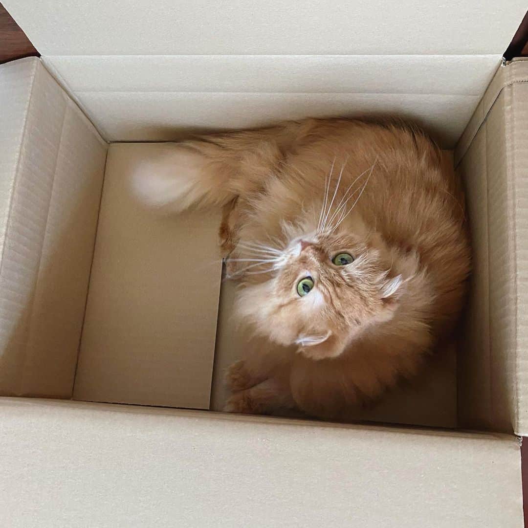 井上富美子のインスタグラム：「箱入り娘 📦✨️  #ねこ #猫 #可愛い #愛しい #癒し #もふもふ #スコティッシュフォールド #cat #catstagram」