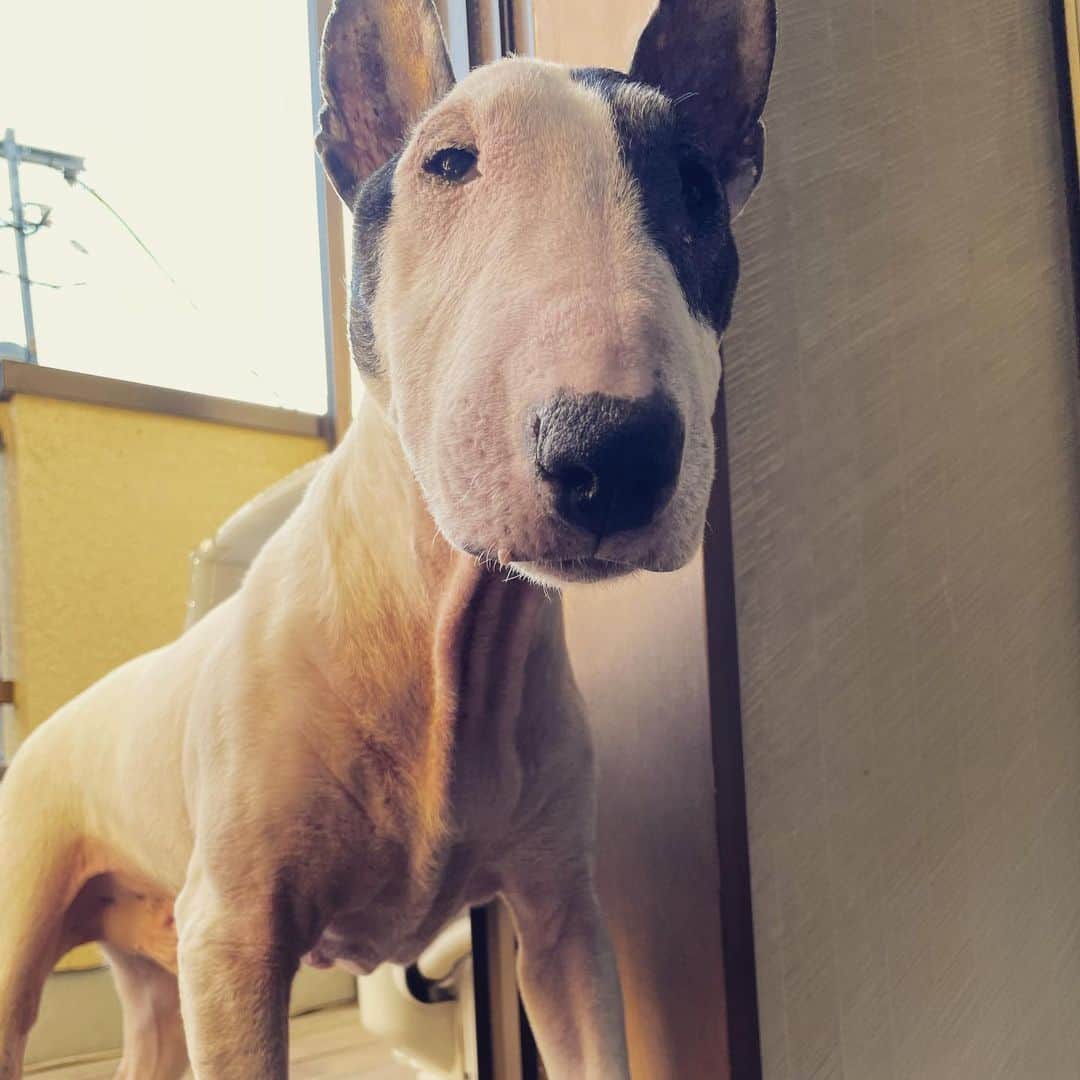 Q太郎さんのインスタグラム写真 - (Q太郎Instagram)「#minituru#bull#terrier#minibullterrier#miniturubullterrier#dog#dogstagram#cute#qtaro#love#family#ミニチュア#ブルテリア#ミニチュアブルテリア#Q太郎」7月29日 16時33分 - qtaro.jun