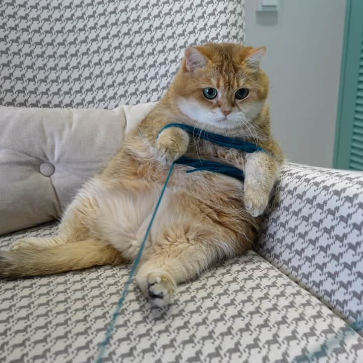 Hosicoのインスタグラム：「How to wind yarn into a ball 🧶 It’s easy to do, Hosico will help you 🐈」