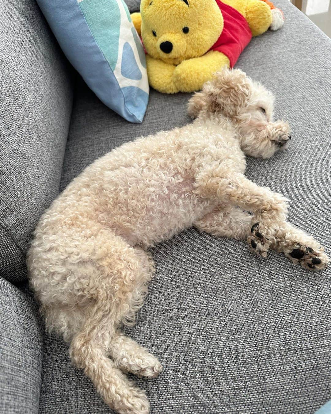 新田朝子さんのインスタグラム写真 - (新田朝子Instagram)「Sleepy weekend(as usual)🐩  #トイプードル #タイニープードル #たいにーぷーどる #犬好きな人と繋がりたい #ティーカッププードル #いぬすたぐらむ #子犬のいる暮らし #わんこのいる生活 #といぷーどる #といぷーどる部 #といぷーどる愛好家 #トイプードル女の子 #海外在住犬 #プードル部 #ティーカッププードル子犬 #teacuppoodle #tinypoodle #toypoodle #dogstagram」7月29日 17時45分 - asako.nitta