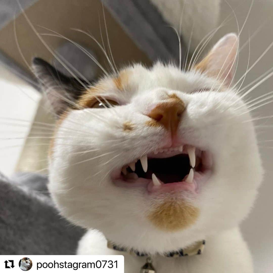 【公式】いぬのきもち・ねこのきもちのインスタグラム：「#Repost @poohstagram0731 さんのぷうちゃん。  左右対称に すらりと綺麗に伸びてるお髭😍  ぷうちゃん流お手入れ知りたいわ❤️  ハッシュタグ #いぬのきもち #ねこのきもち に投稿いただいた可愛い写真をご紹介しています！ 「いぬのきもちWEB　MAGAZINE」、「ねこのきもちWEB MAGAZINE」でもご紹介させていただくことも！  -------------------  .  #ねこ #猫  #ねこすたぐらむ #ねこのきもち #ねこ好き #ねこと暮らす #ねこ好きさんと繋がりたい #猫好きな人と繋がりたい #猫がいる生活 #猫と暮らす#猫好き #cat #catstagram #catsofinstagram #cats_of_instagram  #マンチカン #Munchkin」