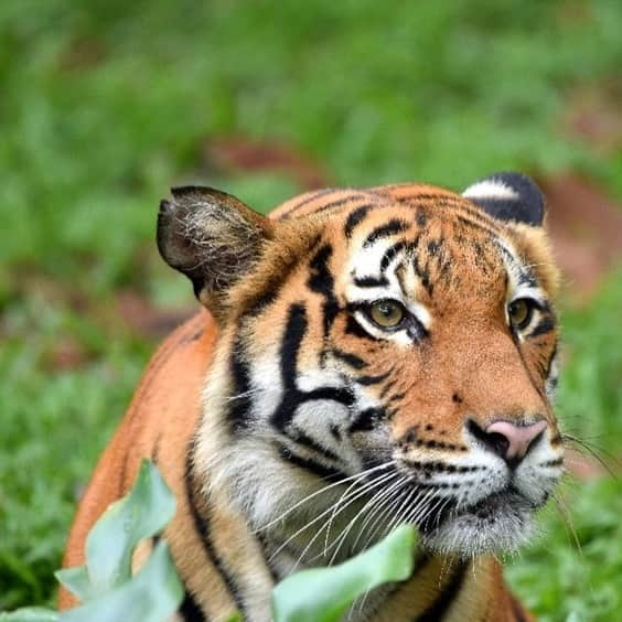 P&G（Procter & Gamble）のインスタグラム：「🐯 Today is #GlobalTigerDay 🐯   Today there are fewer than 150 Malayan tigers in the world. Working with @WWFMY, we’re supporting conservation in the Central Forest Spine in Malaysia, an all-important home of biodiversity and Malayan tigers. This work focuses on the interconnectedness of animals, plants and humans, supporting the landscapes and environment they need to flourish.」