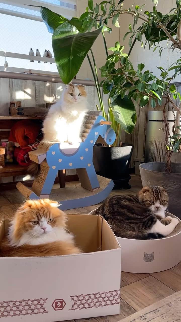 yayoi89のインスタグラム：「summer resort in the room🌿  見たら集まっていた🐵🦁🐹 時間帯によって陽が入るの避けた場所だったり エアコンの風が当たらないエリアだったり反対だったり。 みんなで情報交換してるのかな  #weeklyfluff #cats #scottishfold #adorable #beautiful #catsofinstagram #instacat #catlovers #cats_of_world #kawaii #neko  #ふわもこ部 #スコティッシュフォールド #猫 #ねこ #猫とインテリア #かわいい #猫部 #にゃんすたぐらむ #猫のいる暮らし」