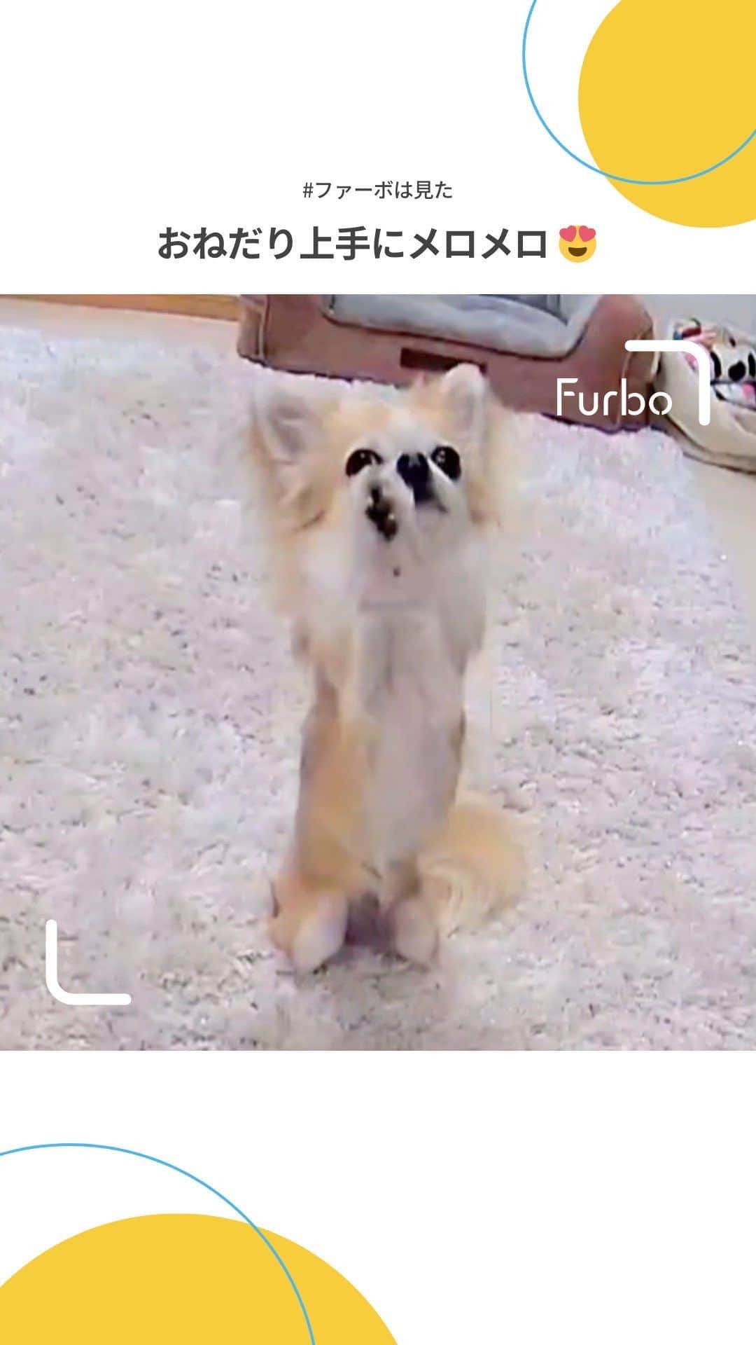 Furbo ドッグカメラのインスタグラム：「Furboカメラ本体が💥半額以下💥に!!!  Furboの年に一度のビッグセールが まもなく終了してしまいます！😭💦  愛犬のお留守番を360°ビューで 漏れなく見守るFurboドッグカメラを、  永久保証付き➕今年最安値☀️で ゲットするなら✨Furbo定額セットプラン✨  今すぐプロフィールのリンクから 「今年最安値17,000円OFF！」をタップ🐕💨✨  ▶︎ @furbo_japan   ⋯   Special Thanks to @cohagi09291212.chihuahua 💛  #Furbo #ファーボ #ファーボは見た #ドッグカメラ #ペットカメラ #見守りカメラ #お留守番カメラ #犬すたぐらむ #わんすたぐらむ #犬好きさんと繋がりたい #犬のいる暮らし #犬との生活 #犬グッズ #ペットグッズ #ペット用品 #ペット家電 #セール #チワワ #chihuahua」