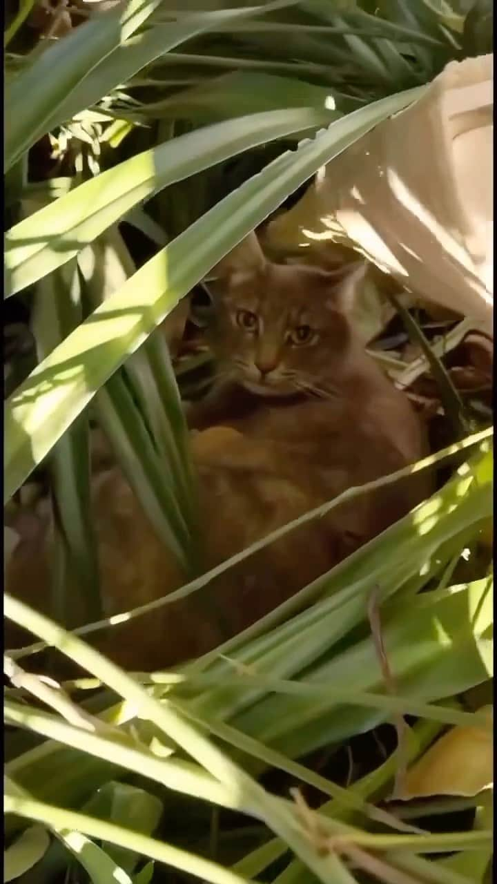 Cute Pets Dogs Catsのインスタグラム：「😍  Credit: awesome @catsofsanbernardino  Check them out. 😊  For all crediting issues and removals pls DM .  Note: we don’t own this video, all rights go to their respective owners. If owner is not provided, tagged (meaning we couldn’t find who is the owner), pls DM and owner will be tagged shortly after.」