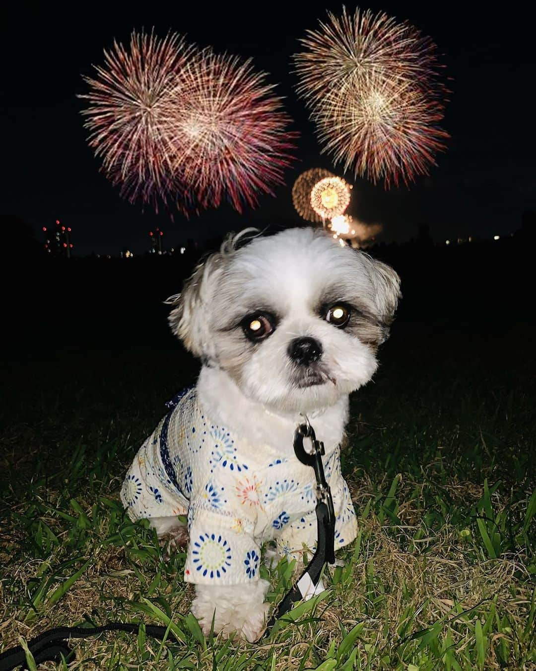 いくらのインスタグラム：「4年前の花火大会🎇 ・ この浴衣、お気に入りだけどパツパツでもう着れないなー🤣 ・ 背景はもちろん加工😬 ・ ・ #花火大会 #shizthu #シーズー #dogsofinstagram #dog #shihtzu #犬 #shizthulovers #cute #シーズー犬 #犬のいる暮らし #いぬのきもち #dogstagram #シーズー大好き #いぬすたぐらむ #シーズー大好き部 #わんすたぐらむ #愛犬 #ふわもこ部 #shihtzugram #いぬバカ部 #cutedogsに #shihtzulovers」