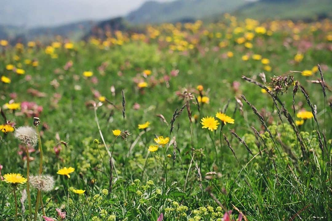 岸井ゆきのさんのインスタグラム写真 - (岸井ゆきのInstagram)「BS4K『体感！夏のスイスアルプス』が今夜7:30〜放送されます⛰️🇨🇭🌼 第一回目の今日はアルプスの大自然や伝統的な暮らしに触れる旅です。 アルプスでハイキング🥾 牛は歩くたびカウベルを鳴らして、自由で、人懐こくて可愛くて、生きているにおいにあふれていて、それぞれのいのちといっしょに生きている、美しくてたくましい生活の景色でした！ さっき搾乳されたミルクでチーズを作る工程をお手伝いして、そのあと雲の上のお花畑で今ここでしか見られない花々を観察しました。 岩壁に咲く花はエネルギーに溢れ紫外線の関係で色がとても鮮やかです。 ガイドをしてくださったやなるさんと、あれはなに？どうして？これは？をくりかえして何度も立ち止まりました。ありがとうございます。 来週の第二回はアレッチ氷河を観に、登山鉄道でユングラウヨッホへ向かいます。 ひとまず今夜の放送をお楽しみに！」7月29日 19時26分 - yukino_kishii