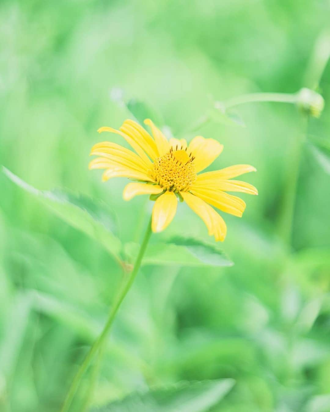 花の写真館のインスタグラム：「Photo by @snowberry_photograph. https://instagram.com/snowberry_photograph/ . Original Post[投稿いただいたURL] https://www.instagram.com/p/Ct3Zlb1vqby/ . 本アカウントは、 #私の花の写真 をつけてInstagramに投稿された皆さまの花の写真や、「花の写真館」Facebookページで投稿された花の写真を紹介します。 「花の写真館」Facebookページは、「 @floral.photograph 」のプロフィールにあるURLからご覧ください。 . ※各種法令、マナー、関係者の指示に従った撮影をお願いします。 *Please ensure that your photography adheres to all relevant laws, etiquette, and instructions issued by authorized persons. ※本アカウントは東京カメラ部がFacebook、Instagramのサービスを利用して運営しているもので、Meta社・Instagramとは一切関係ありません。 . #花の写真館 #floralphotograph #floralphoto #flower #flowers Follow: @floral.photograph」